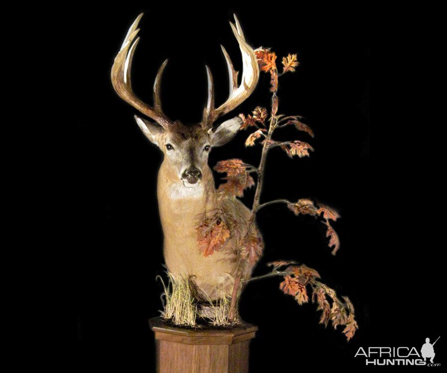 White-tailed Deer Pedestal Mount Taxidermy