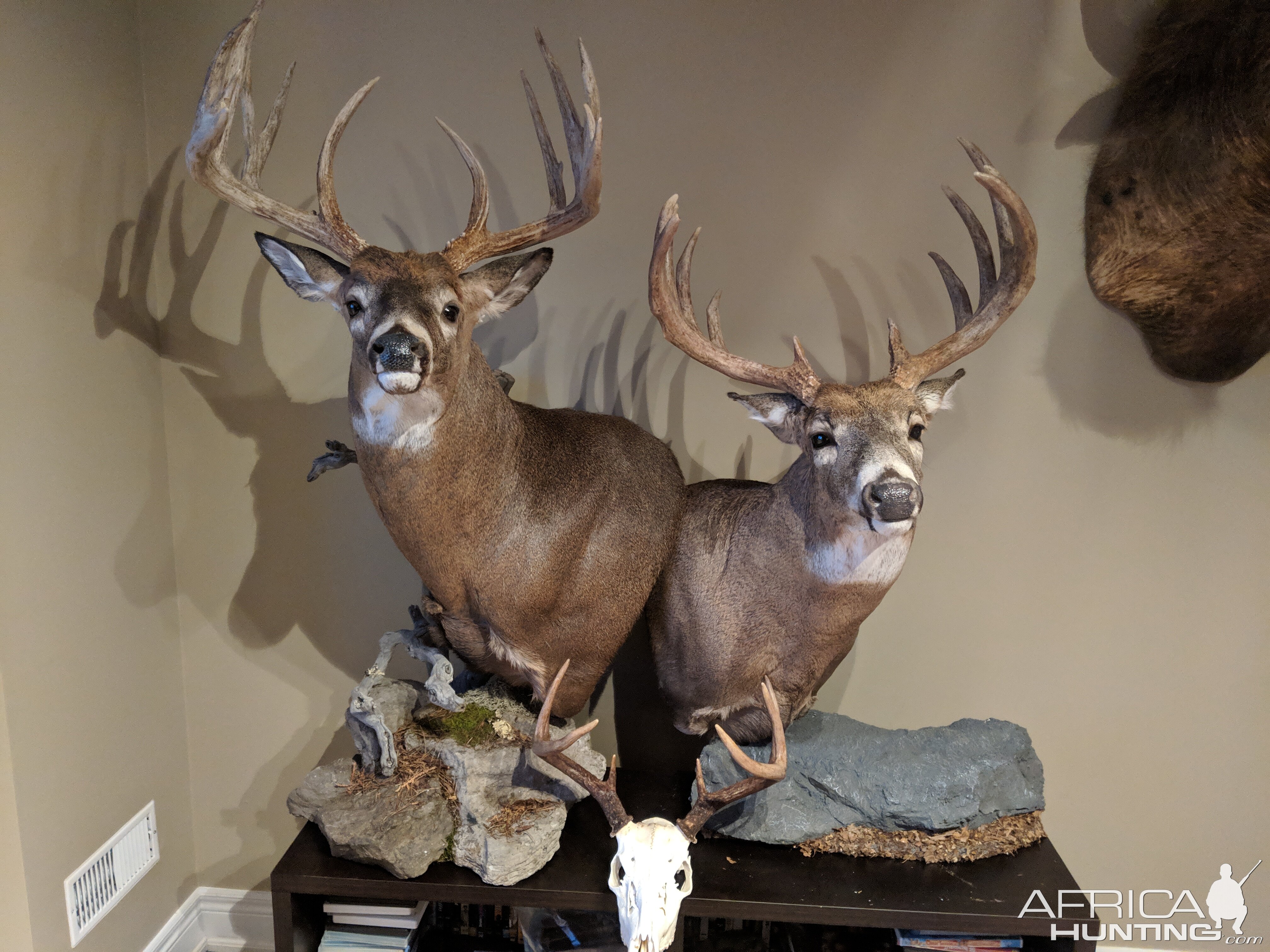 White-tailed Deer Pedestal Mounts Taxidermy