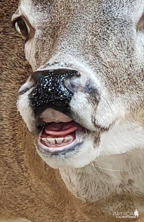 White-tailed Deer Shoulder Mount Taxidermy Up Close