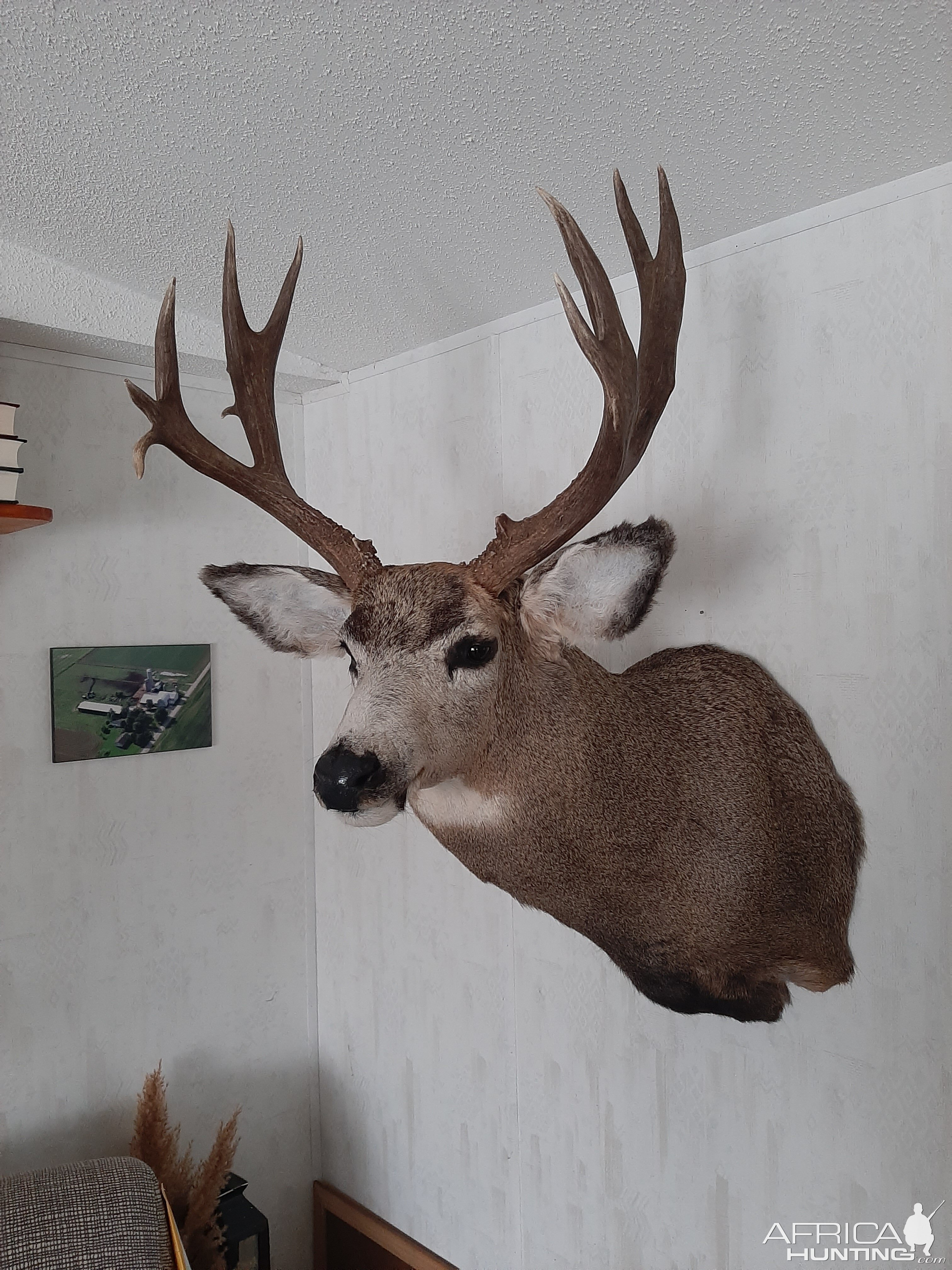 White-tailed Deer Shoulder Mount Taxidermy