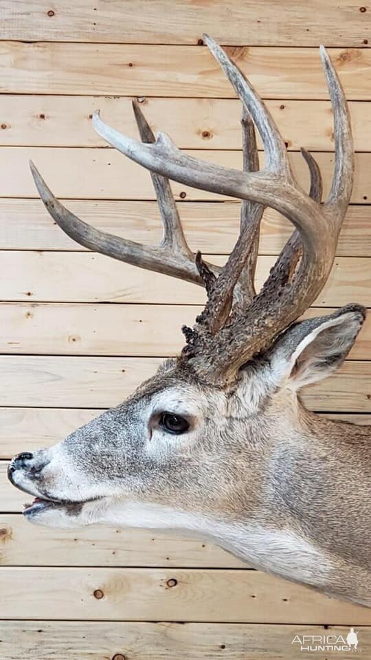 White-tailed Deer Shoulder Mount Taxidermy