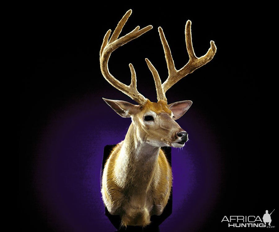 White-tailed Deer Shoulder Mount Taxidermy