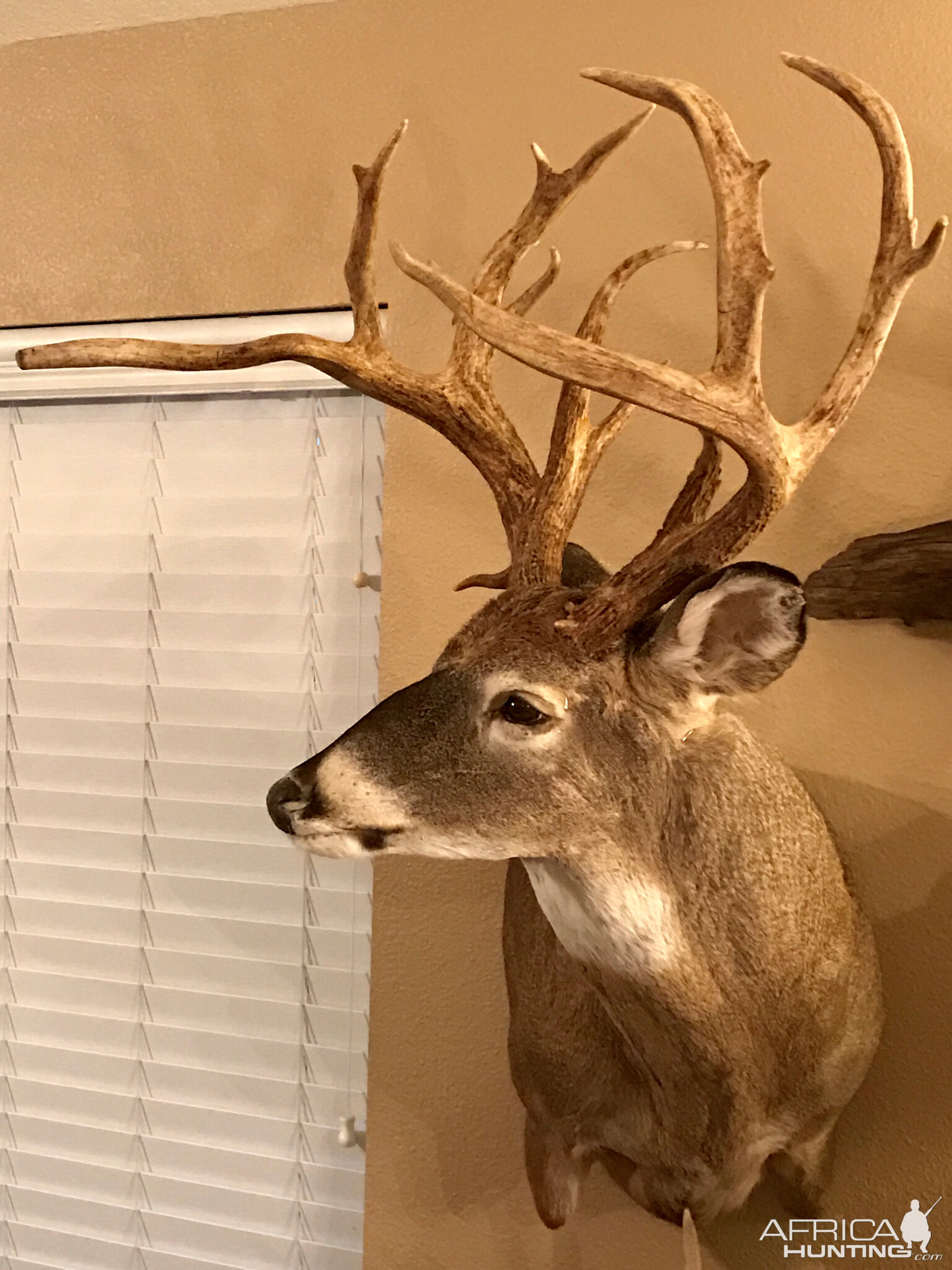 White-tailed Deer Taxidermy Shoulder Mount