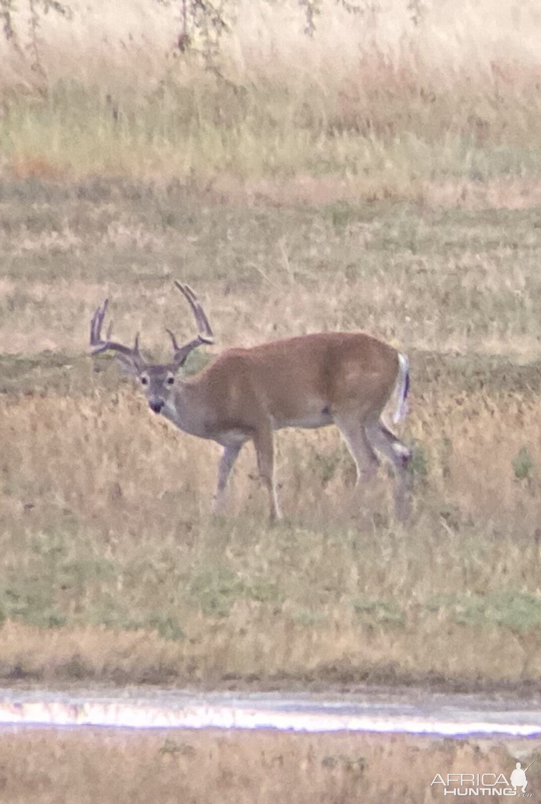 White-tailed Deer USA