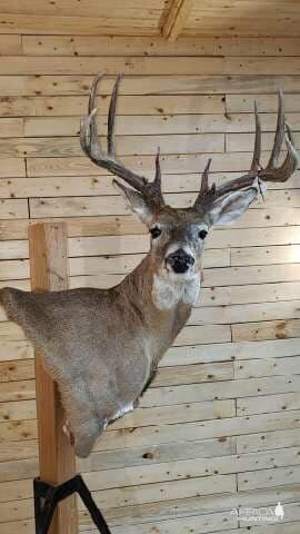 White-tailed Deer Wall Pedestal Mount Taxidermy