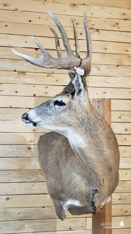 White-tailed Deer Wall Pedestal Mount Taxidermy