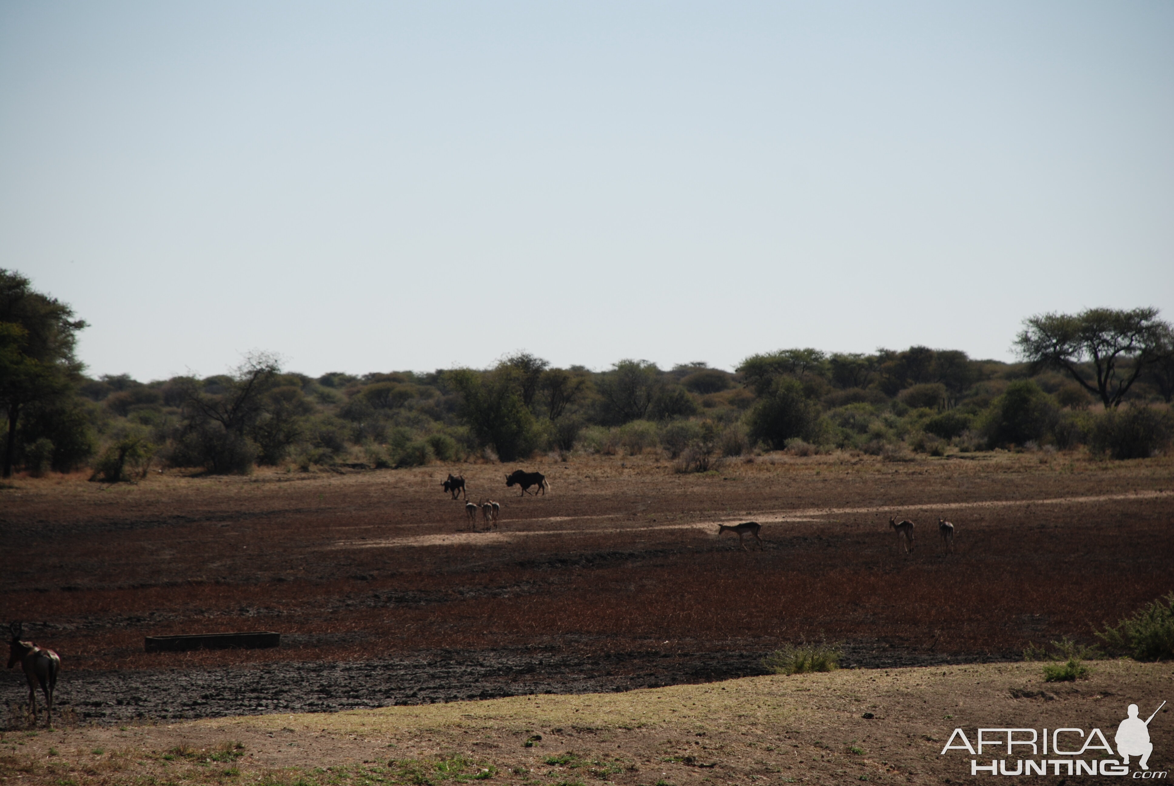 White-tailed Gnu Namibia