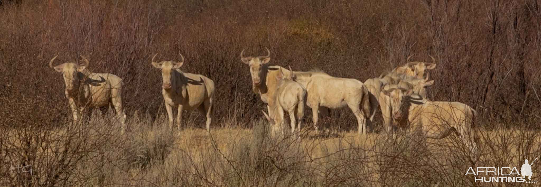 White Wildebeest North West Province South Africa