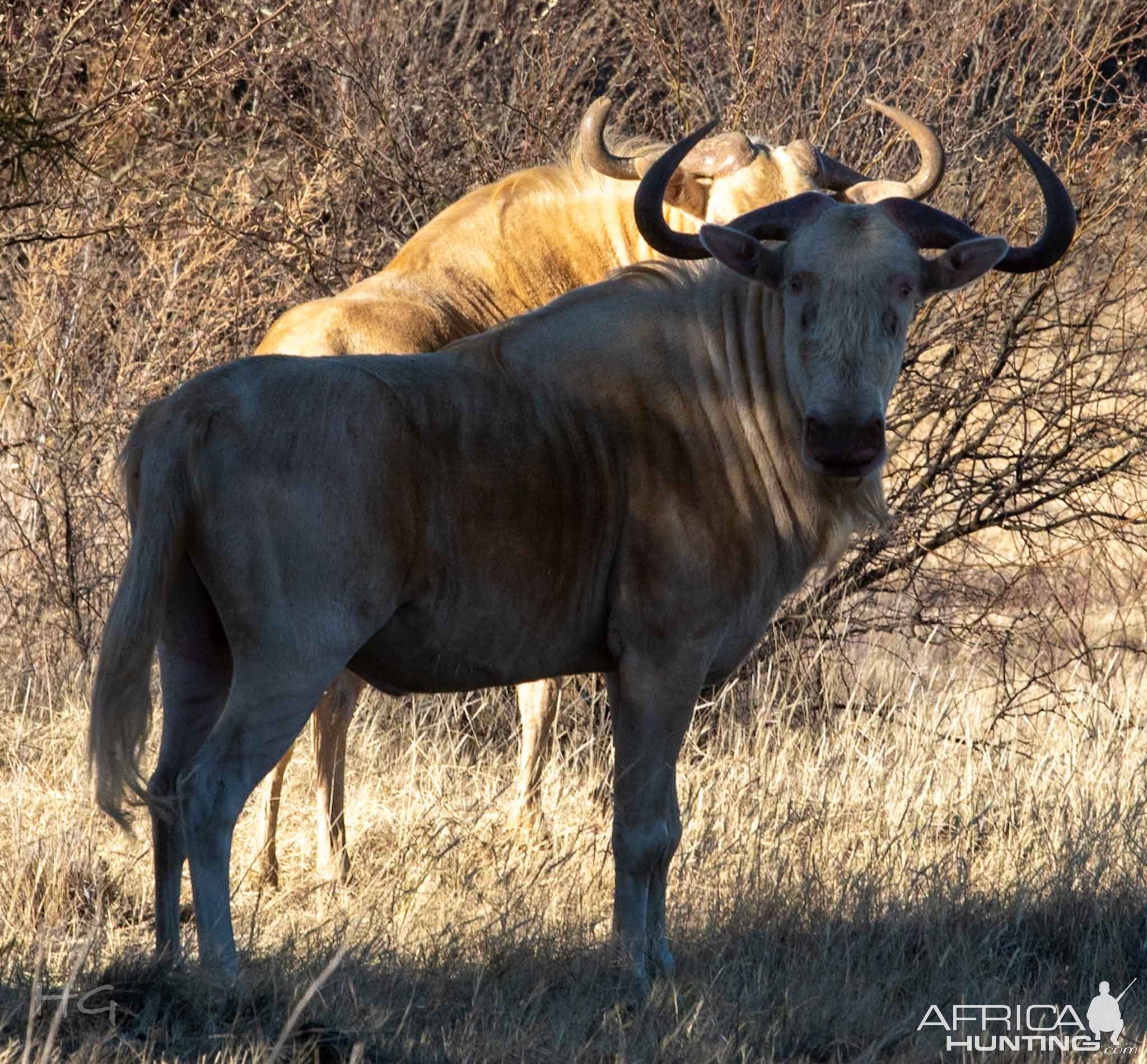 White Wildebeest North West Province South Africa