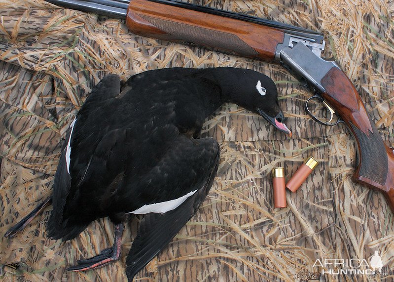 White-winged Scoter Hunting