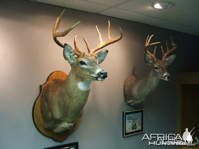 Whitetail and Coues