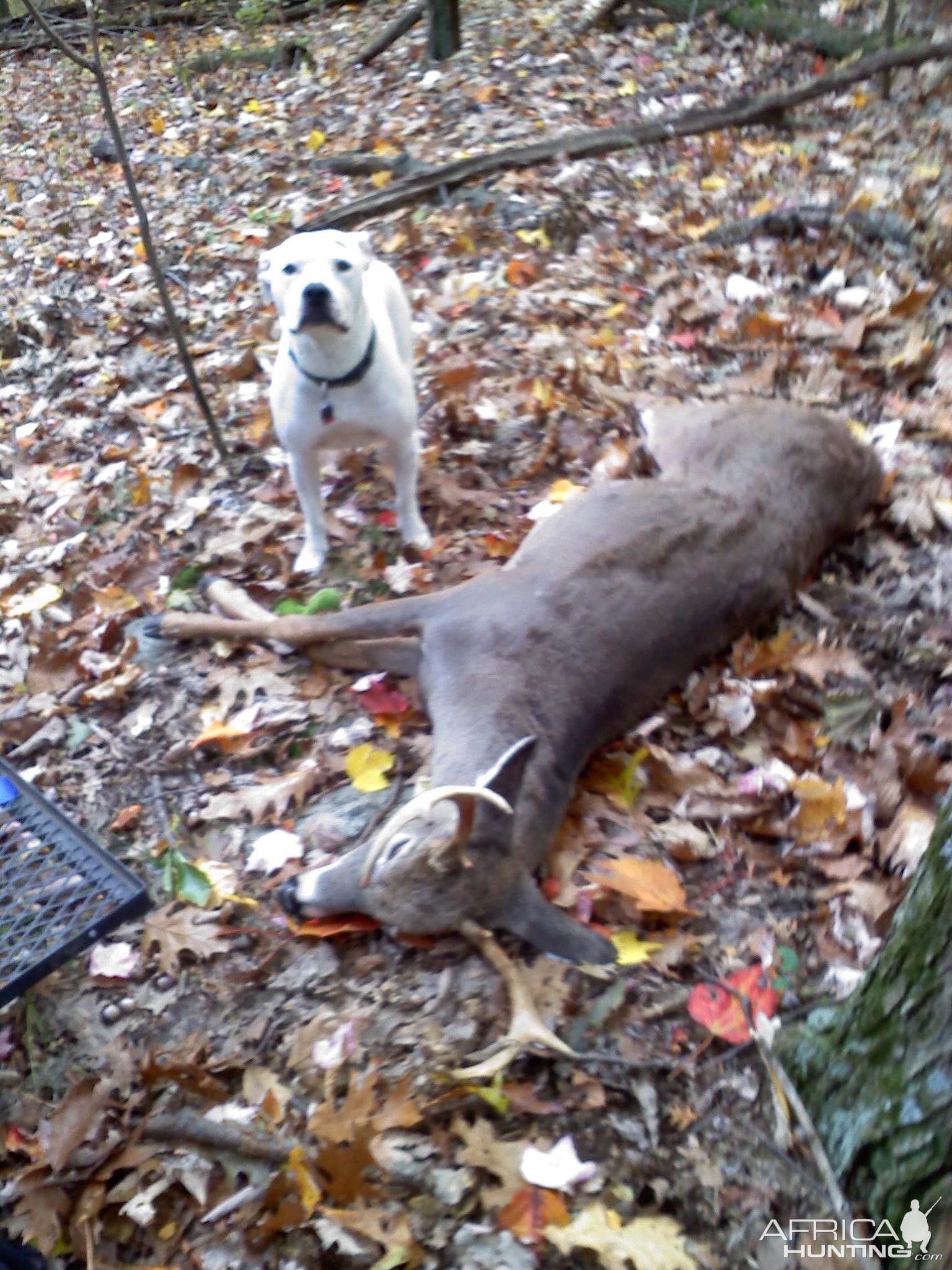 Whitetail buck MD