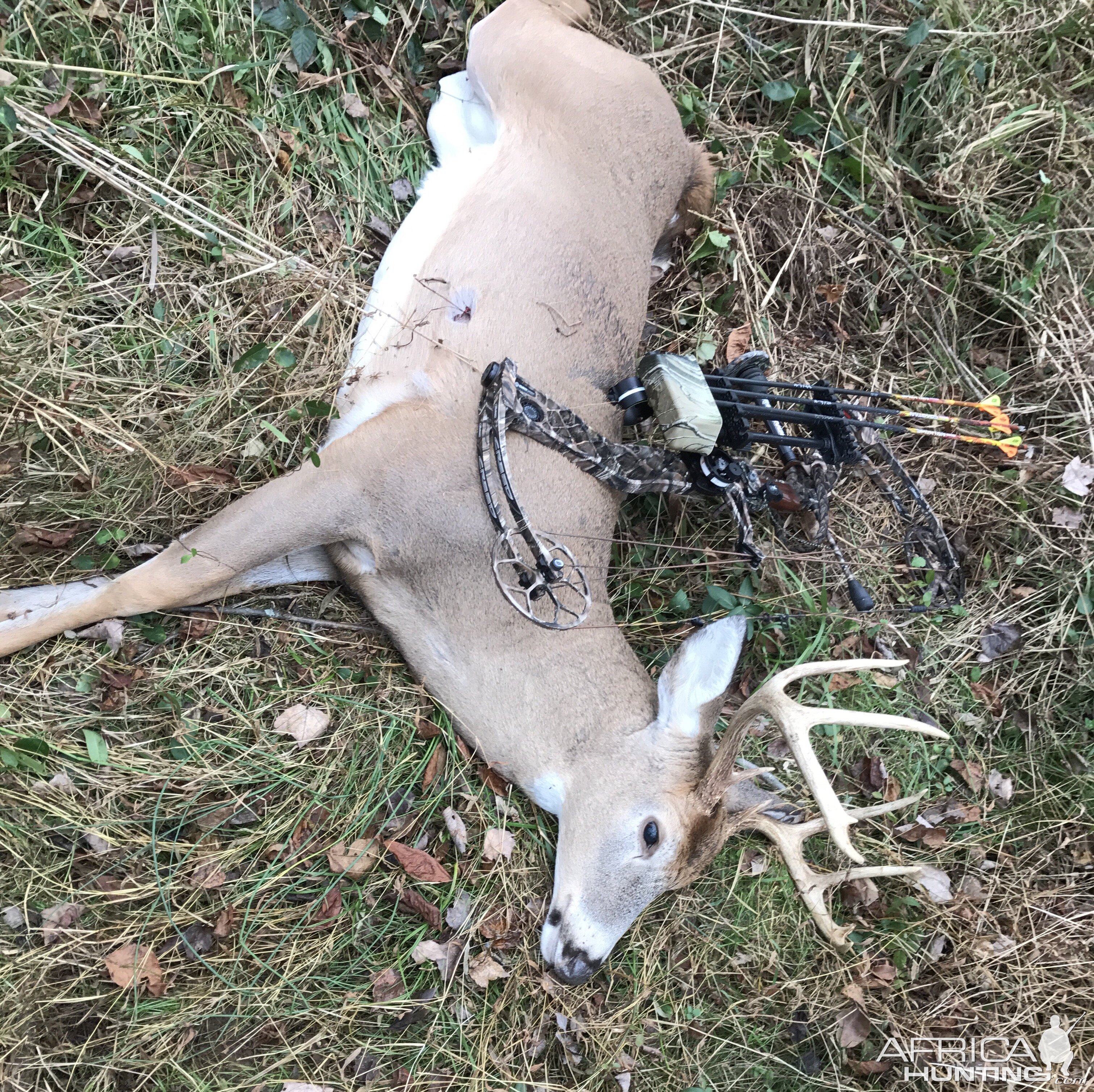 Whitetail buck northern VA