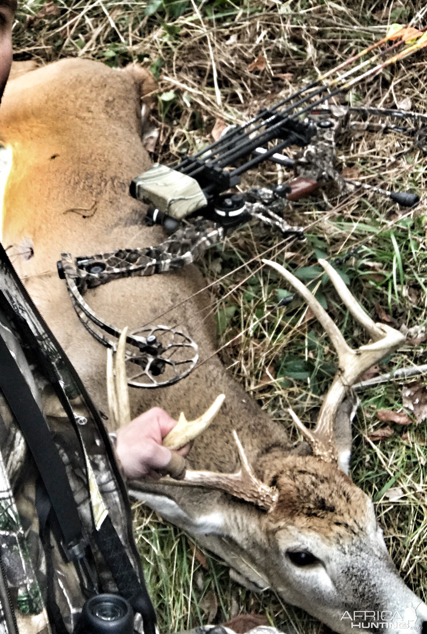 Whitetail buck northern VA