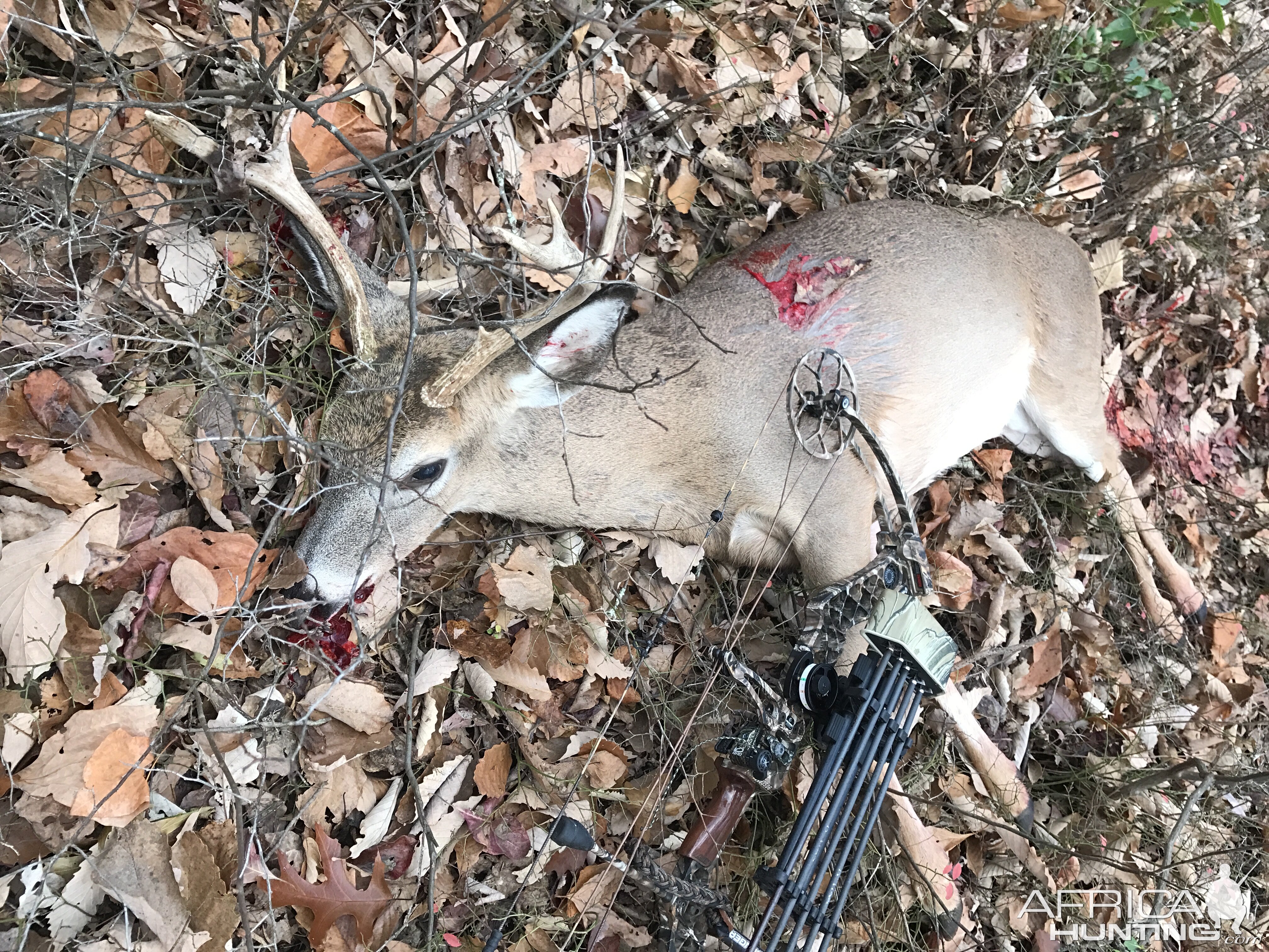 Whitetail Buck WV