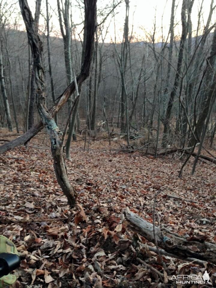 Whitetail buck WV