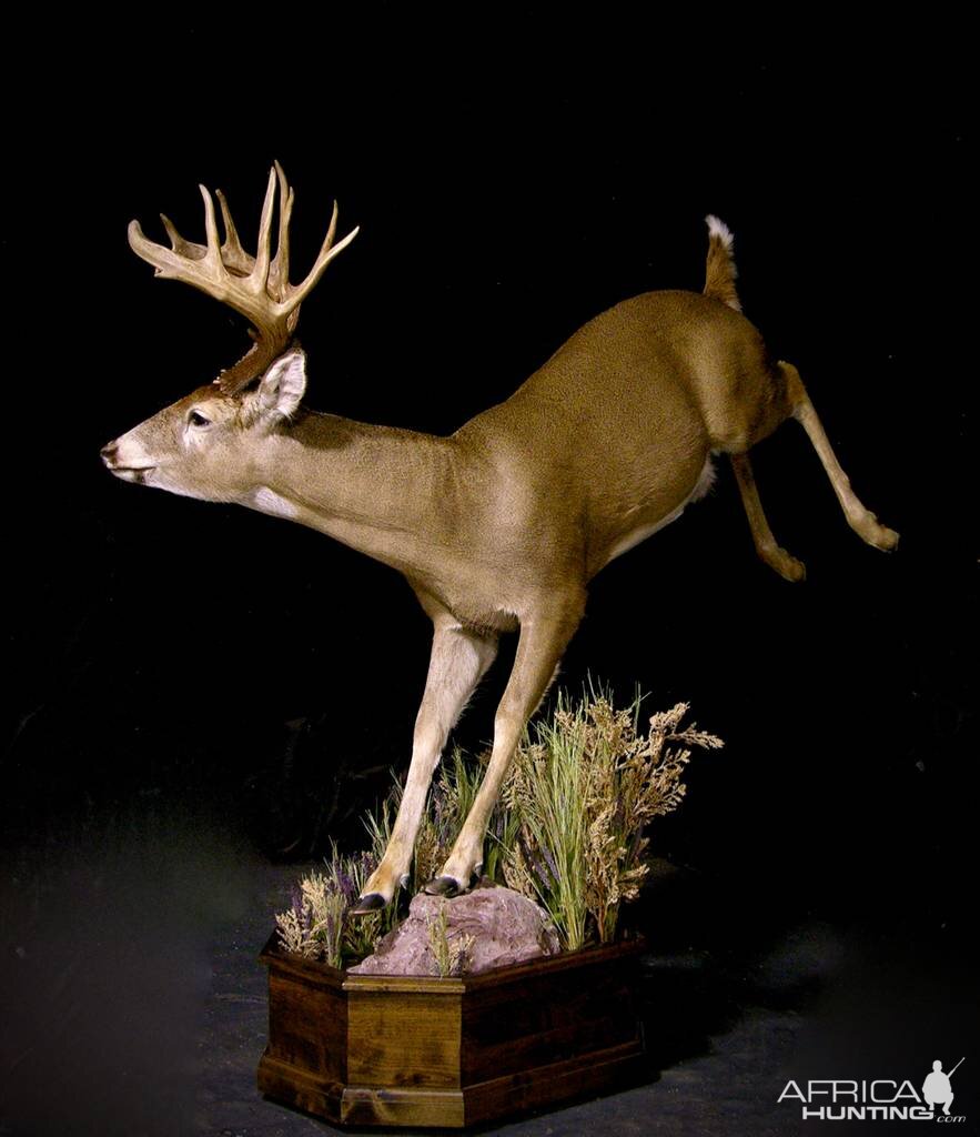 Whitetail Deer Full Mount Taxidermy