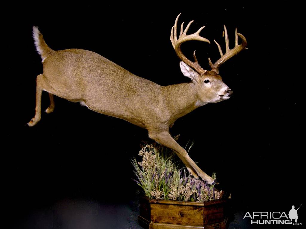 Whitetail Deer Full Mount Taxidermy