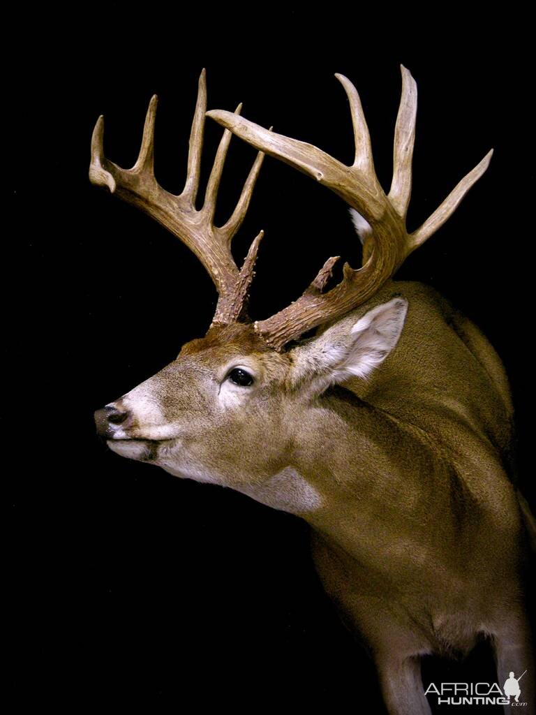 Whitetail Deer Full Mount Taxidermy