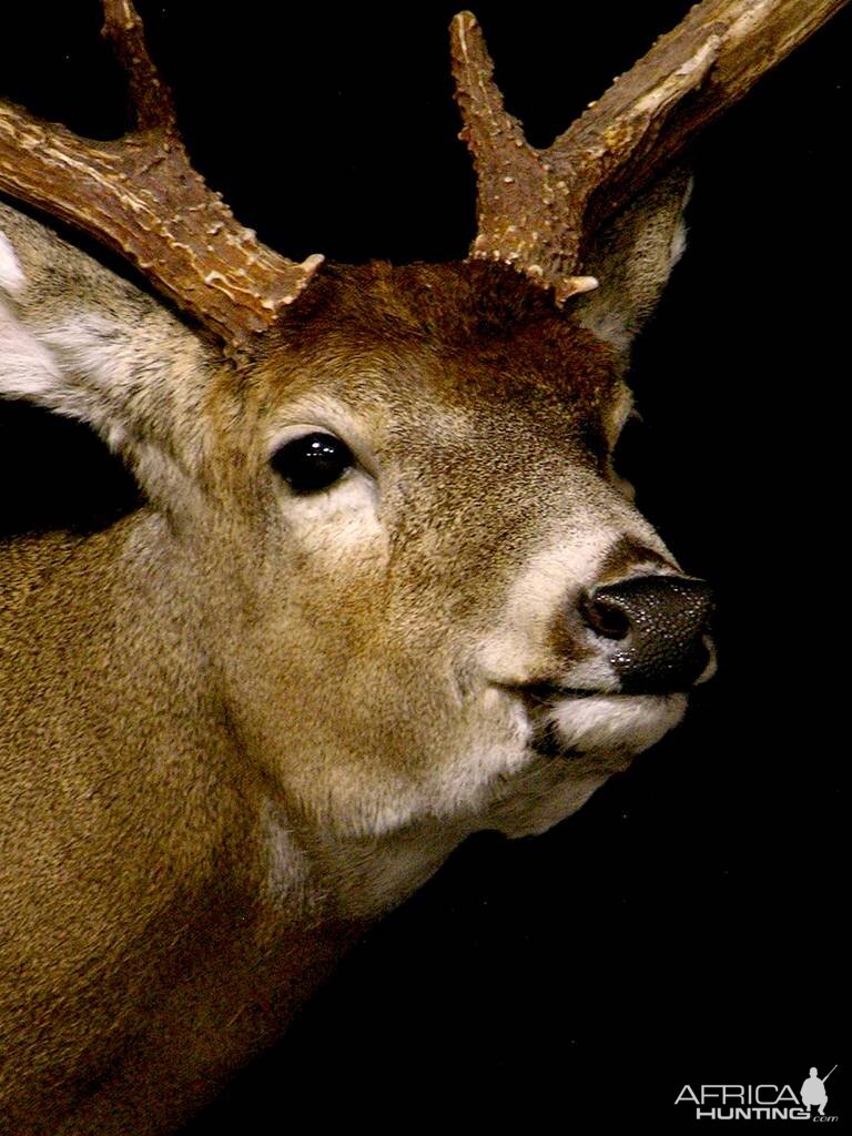 Whitetail Deer Full Mount Taxidermy