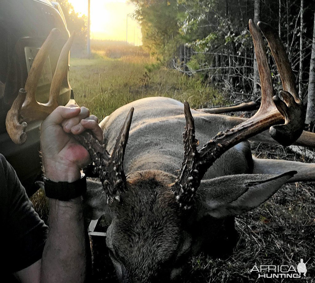 Whitetail Deer Hunt Carolina