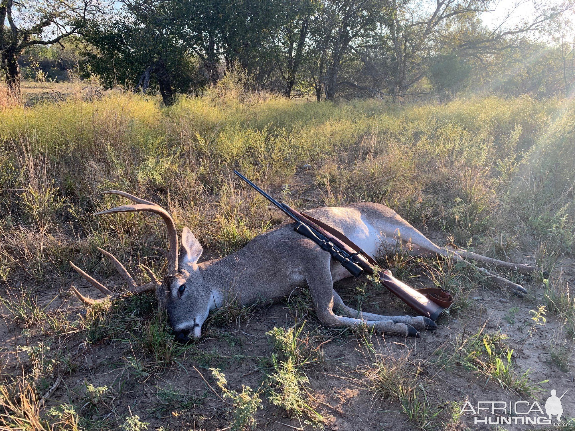 Whitetail Deer Hunt Texas