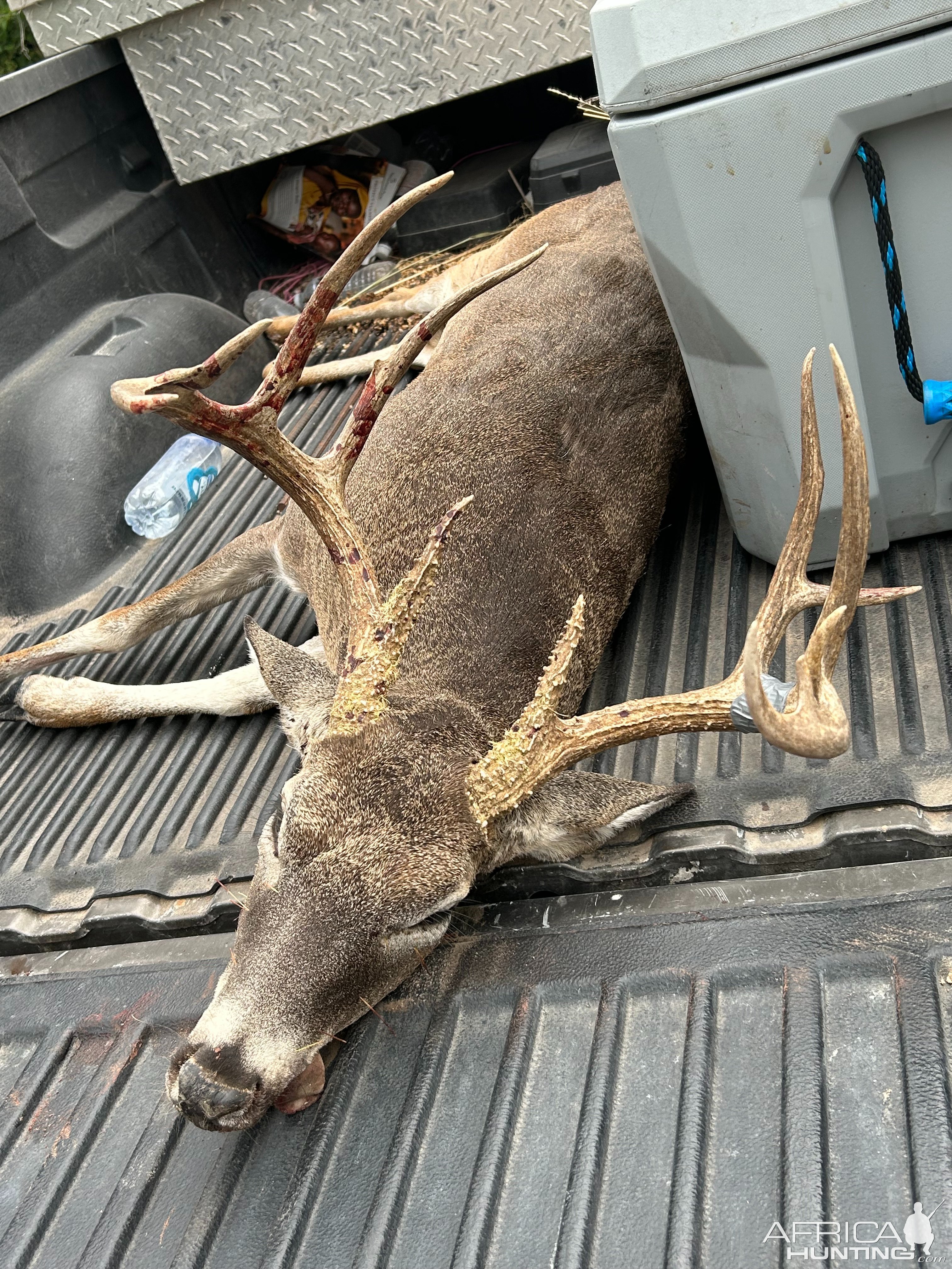 Whitetail Deer Hunt Texas