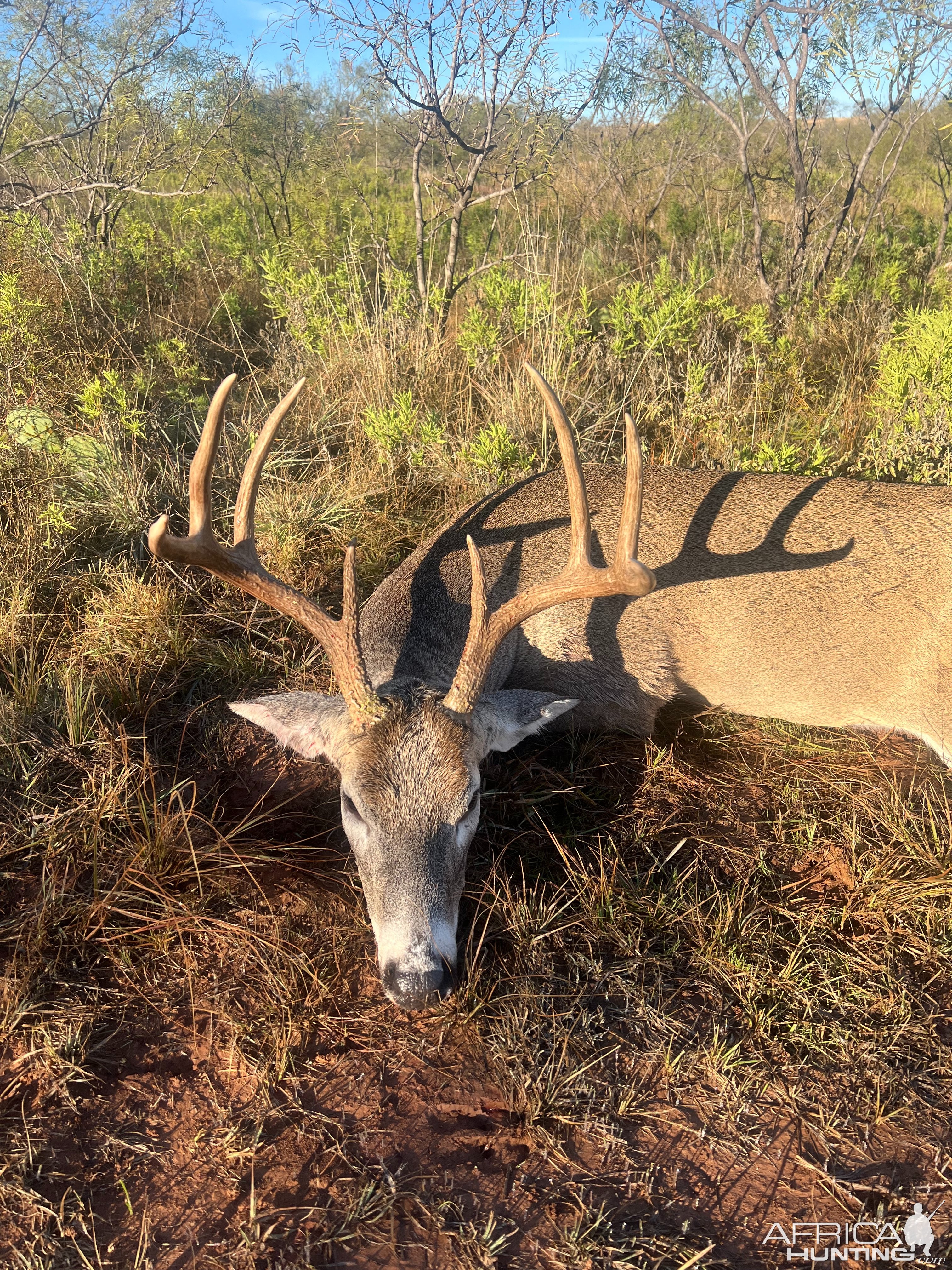 Whitetail Deer Hunt Texoma