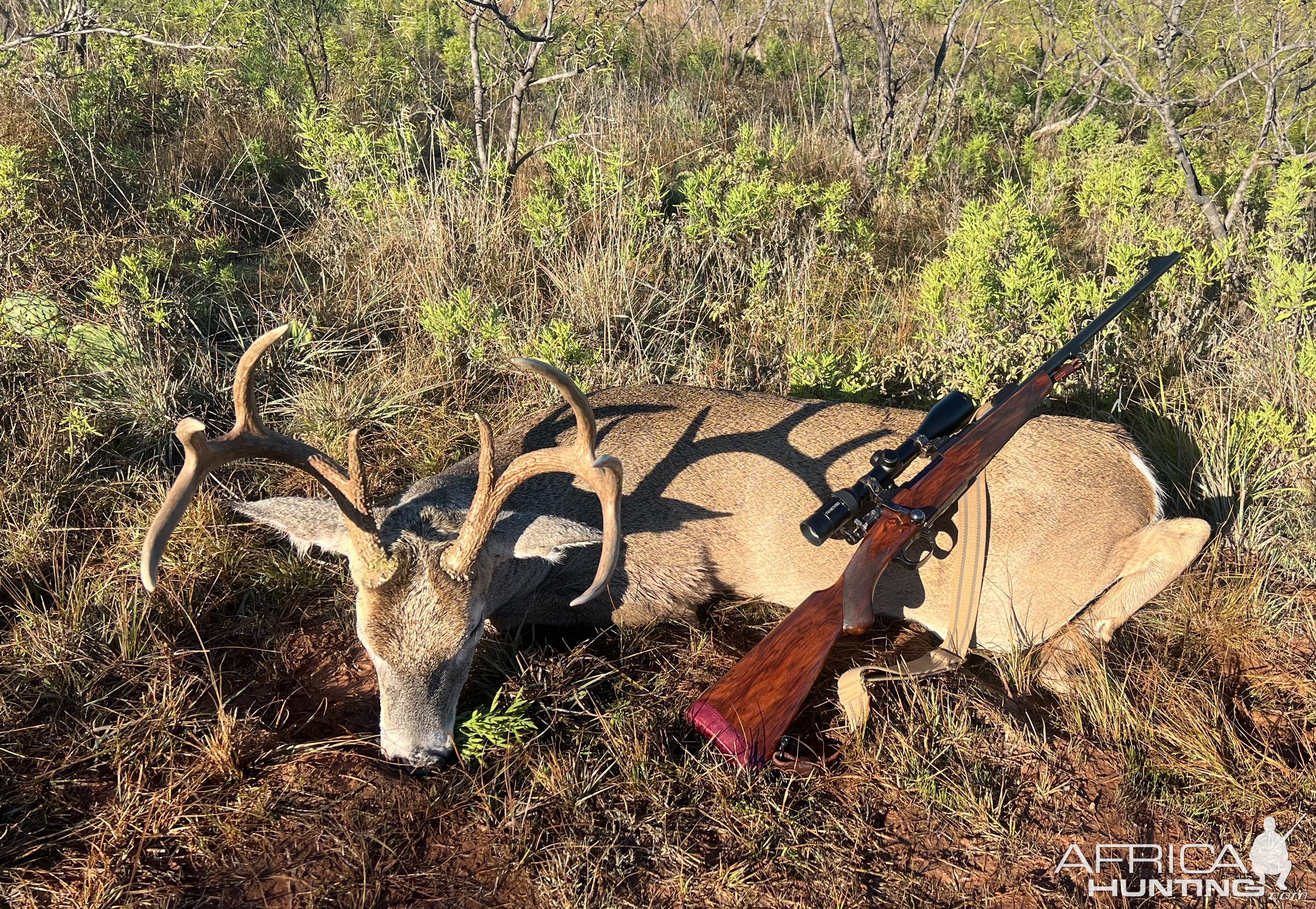 Whitetail Deer Hunt Texoma