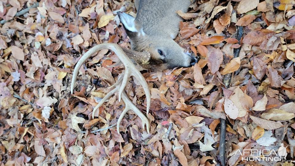 Whitetail Deer Hunt Virginia