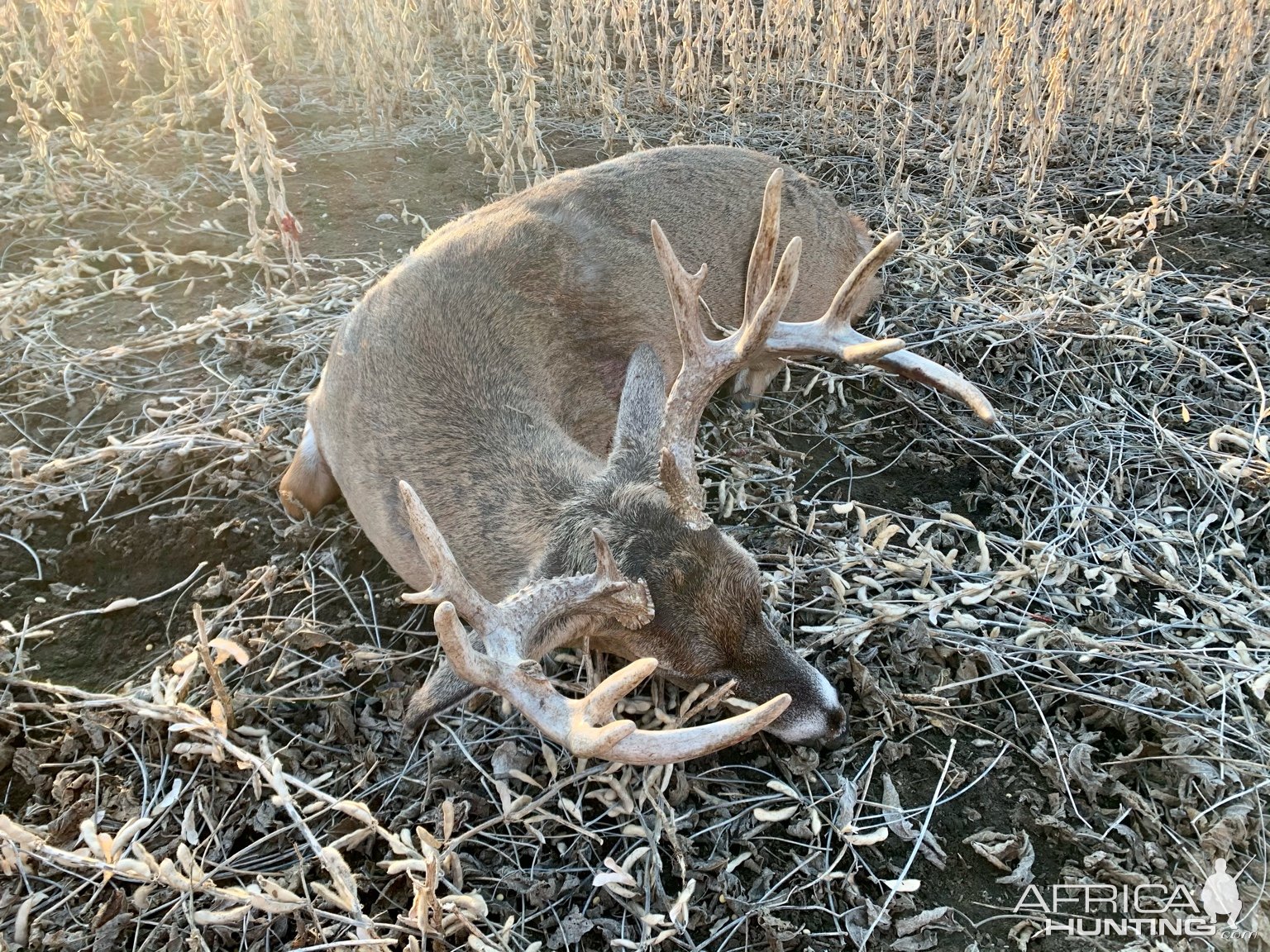 Whitetail Deer Hunt