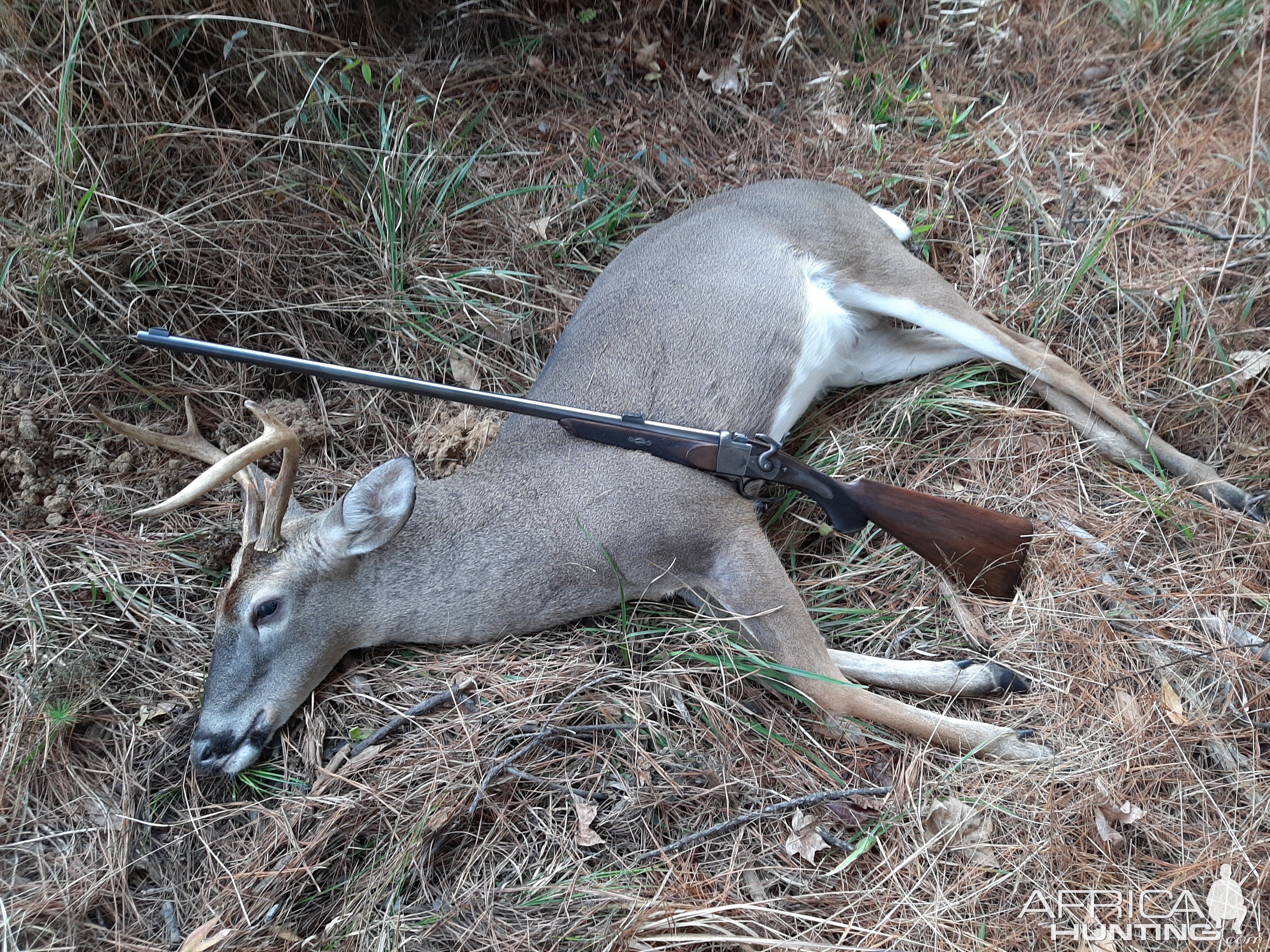 Whitetail Deer Hunt