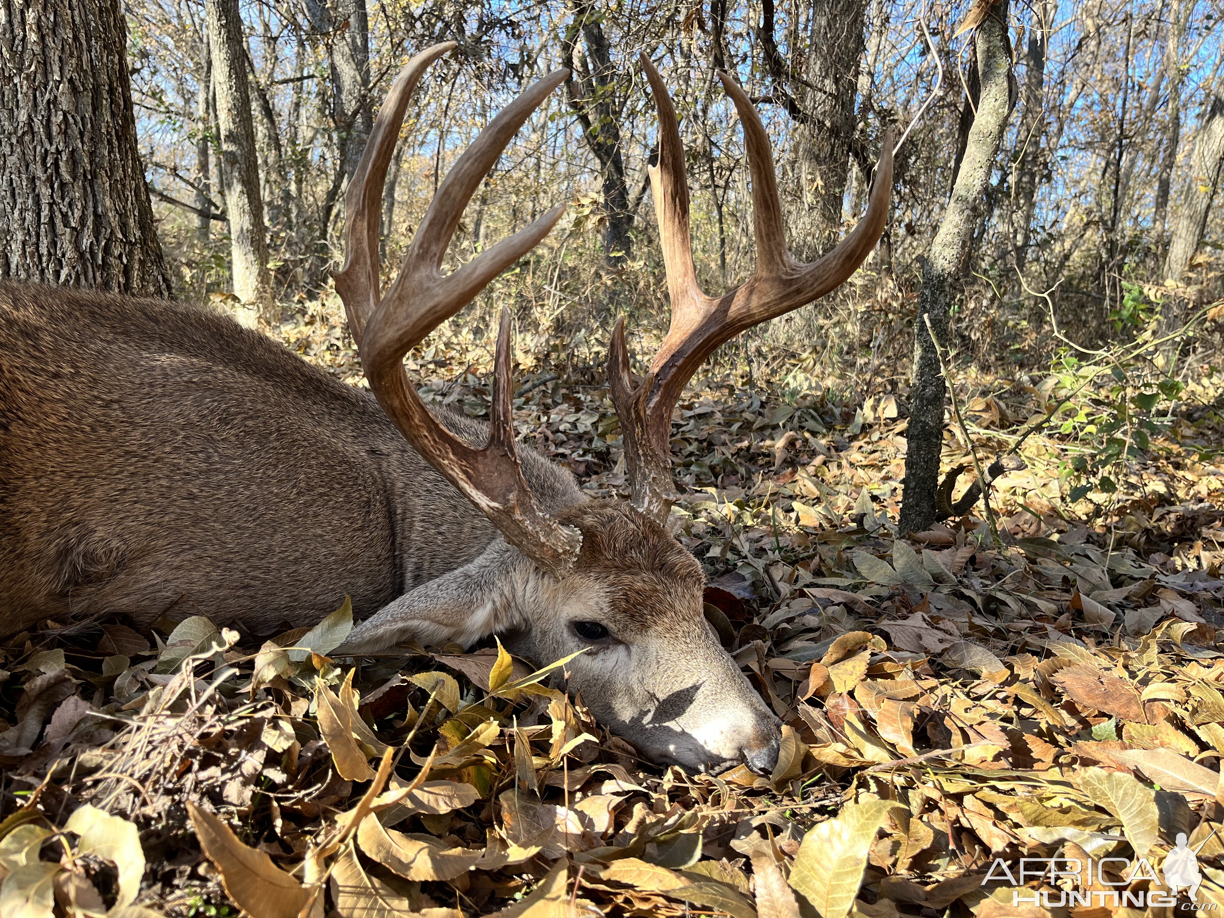 Whitetail Deer Hunt