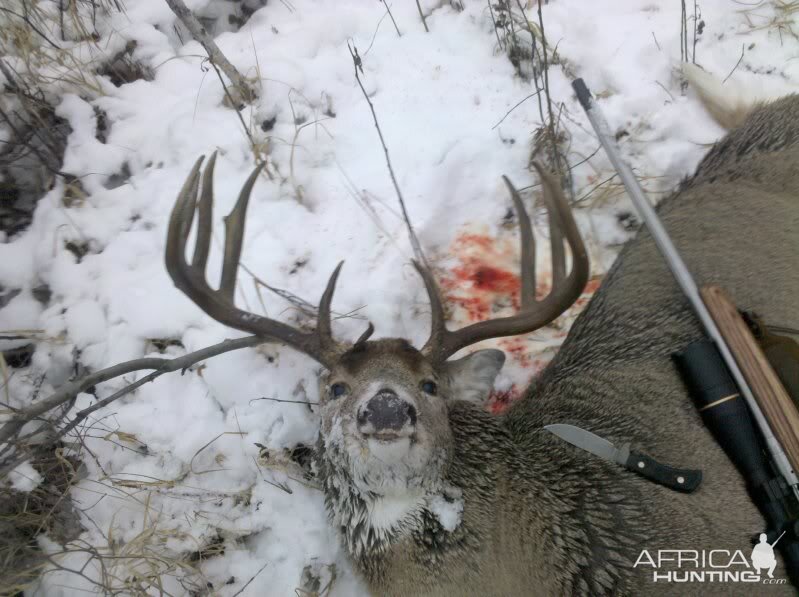 Whitetail Deer Hunting