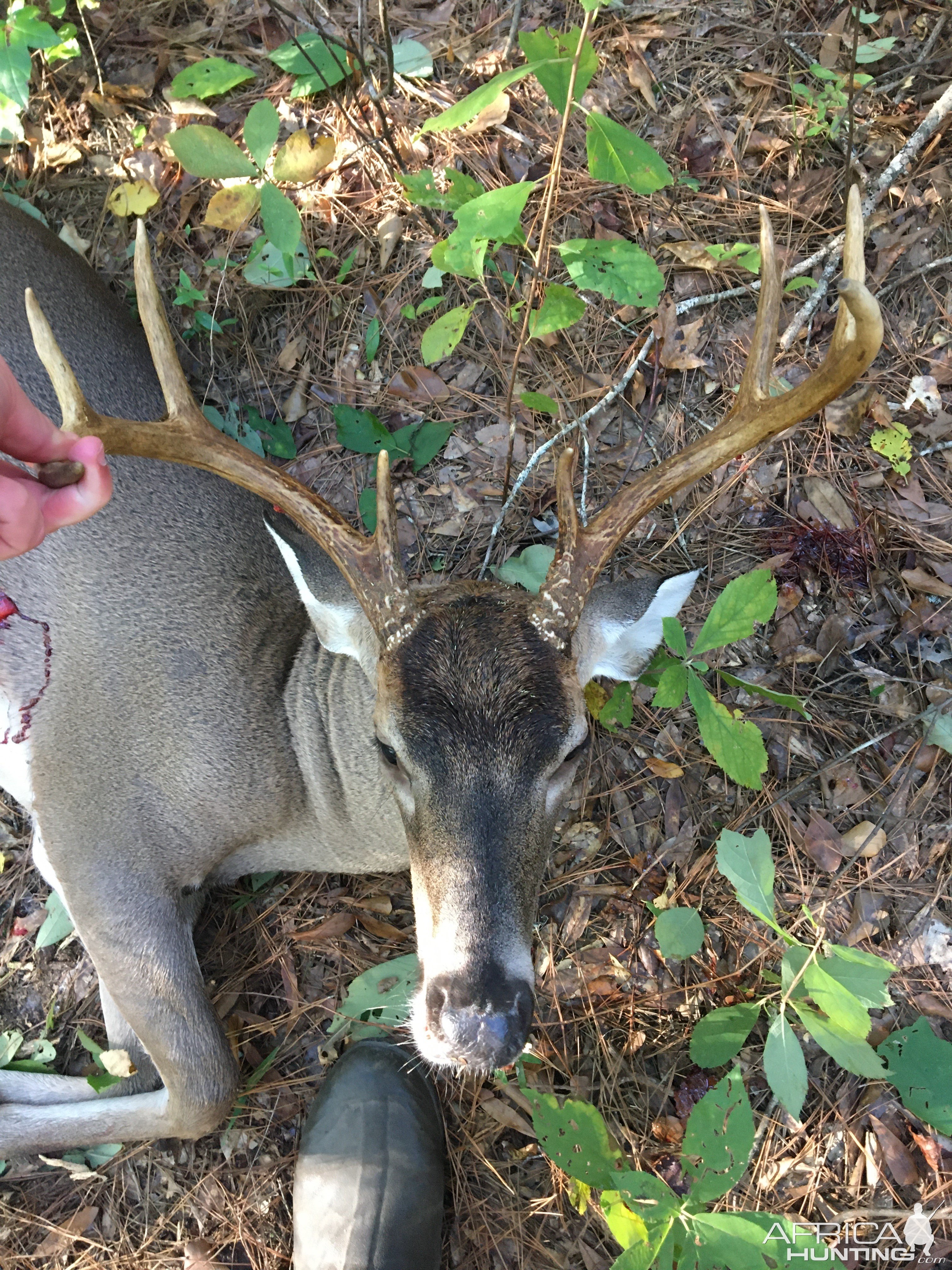 Whitetail Deer Hunting