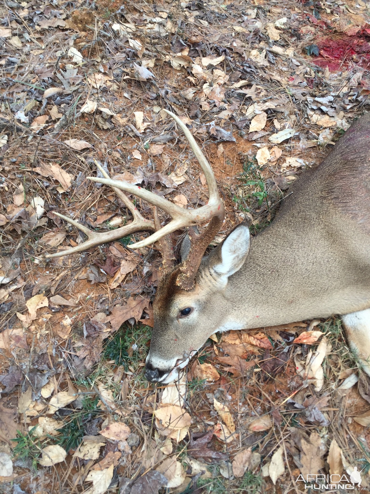 Whitetail Deer Hunting