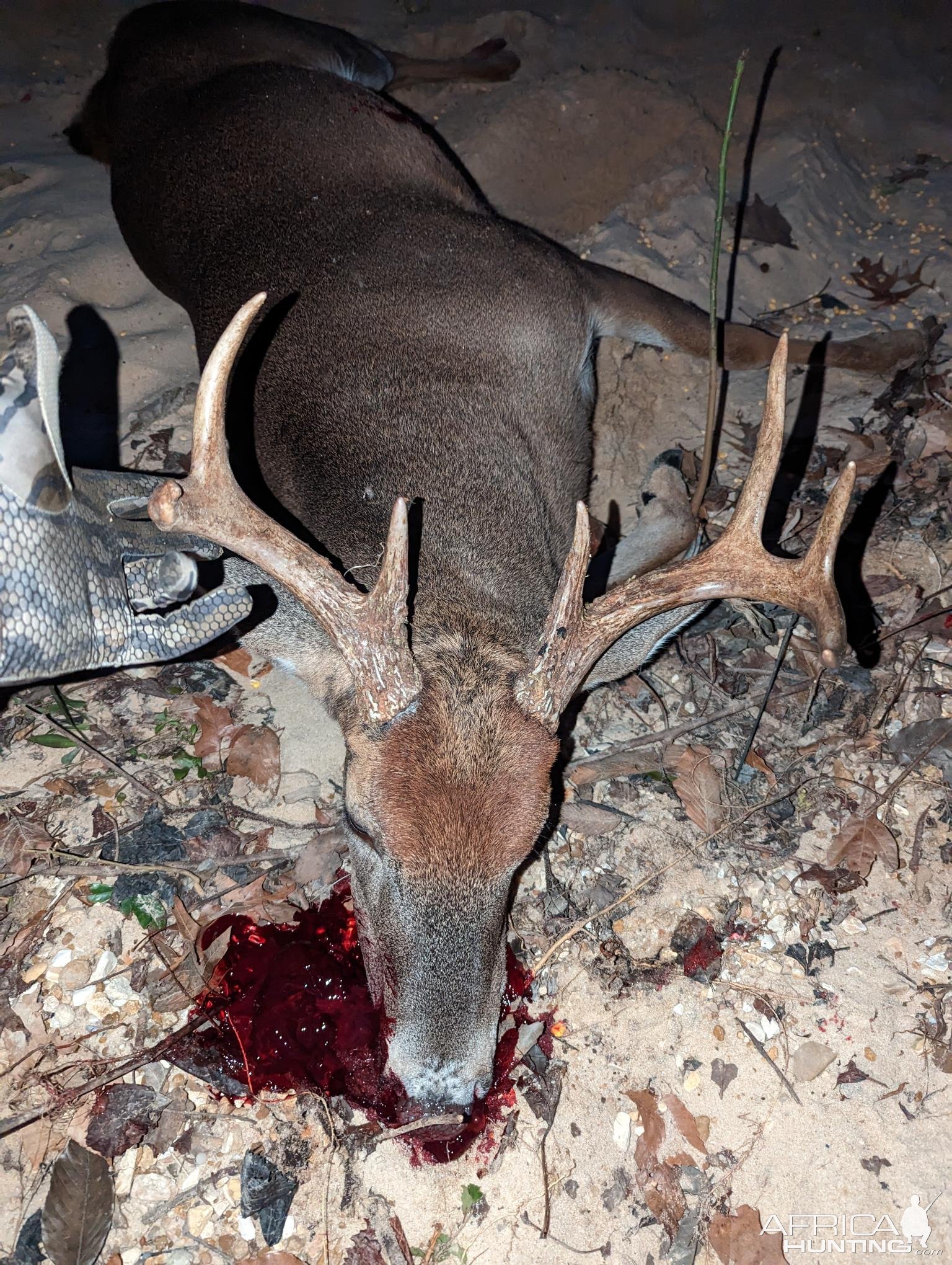 Whitetail Deer Hunting