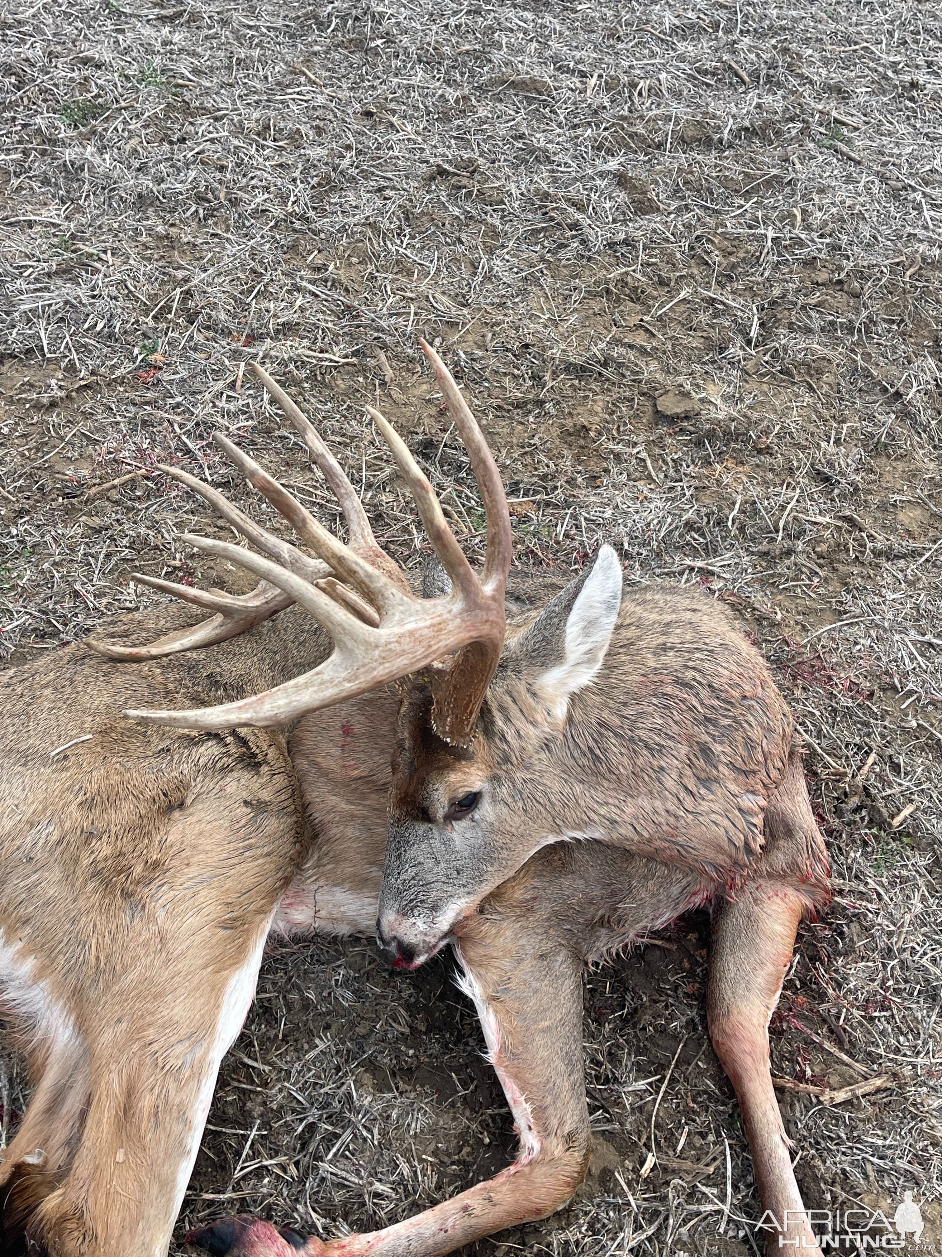 Whitetail Deer Hunting