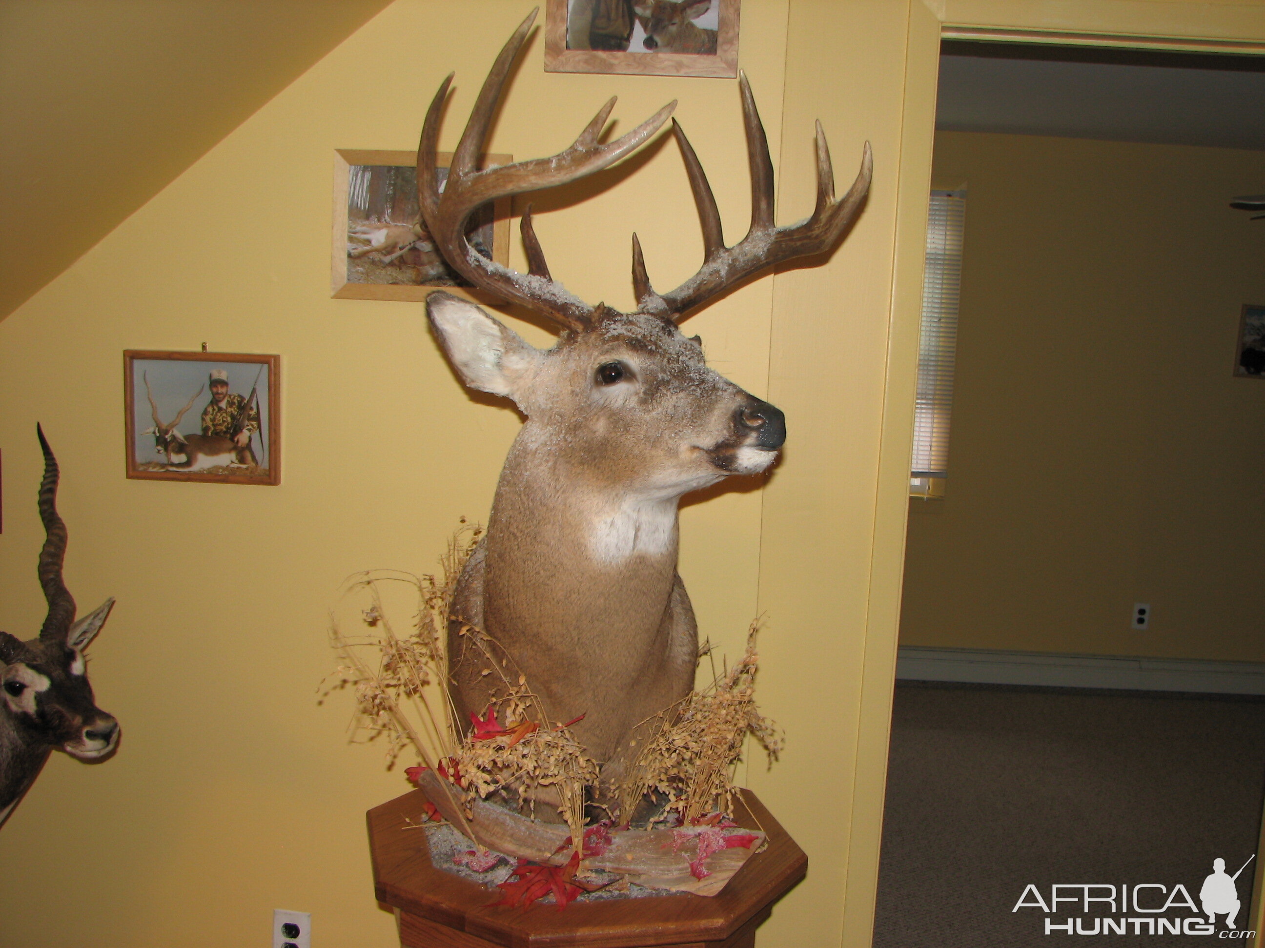 Whitetail Deer Pedestal Taxidermy