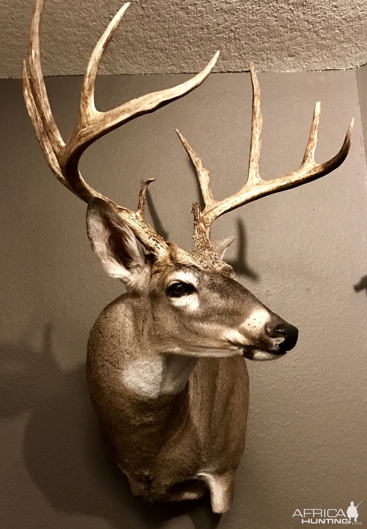 Whitetail Deer Shoulder Mount Taxidermy