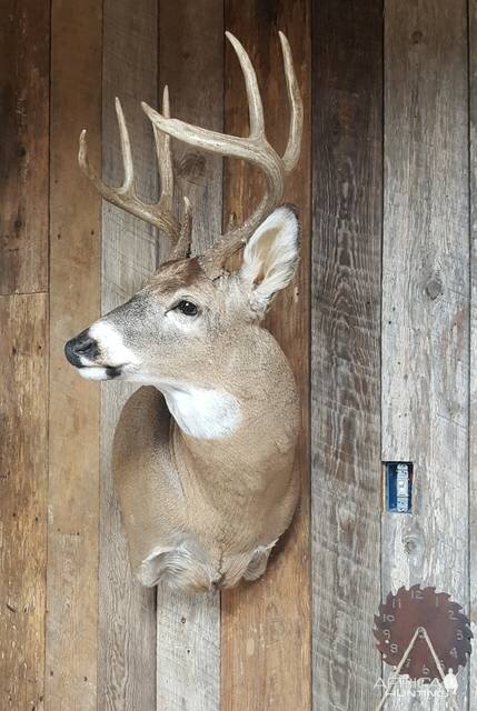 Whitetail Deer Shoulder Mount Taxidermy