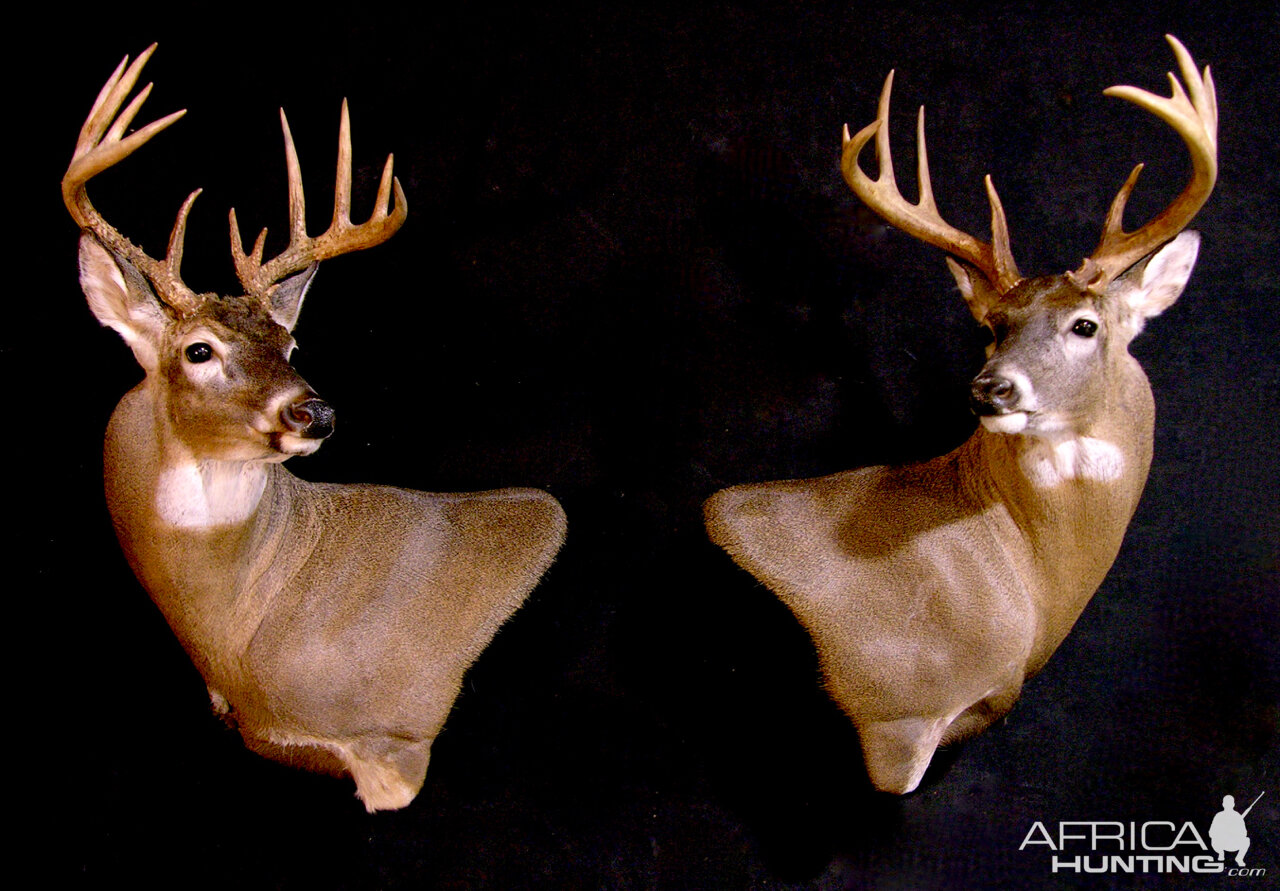 Whitetail Deer Shoulder Mount Taxidermy