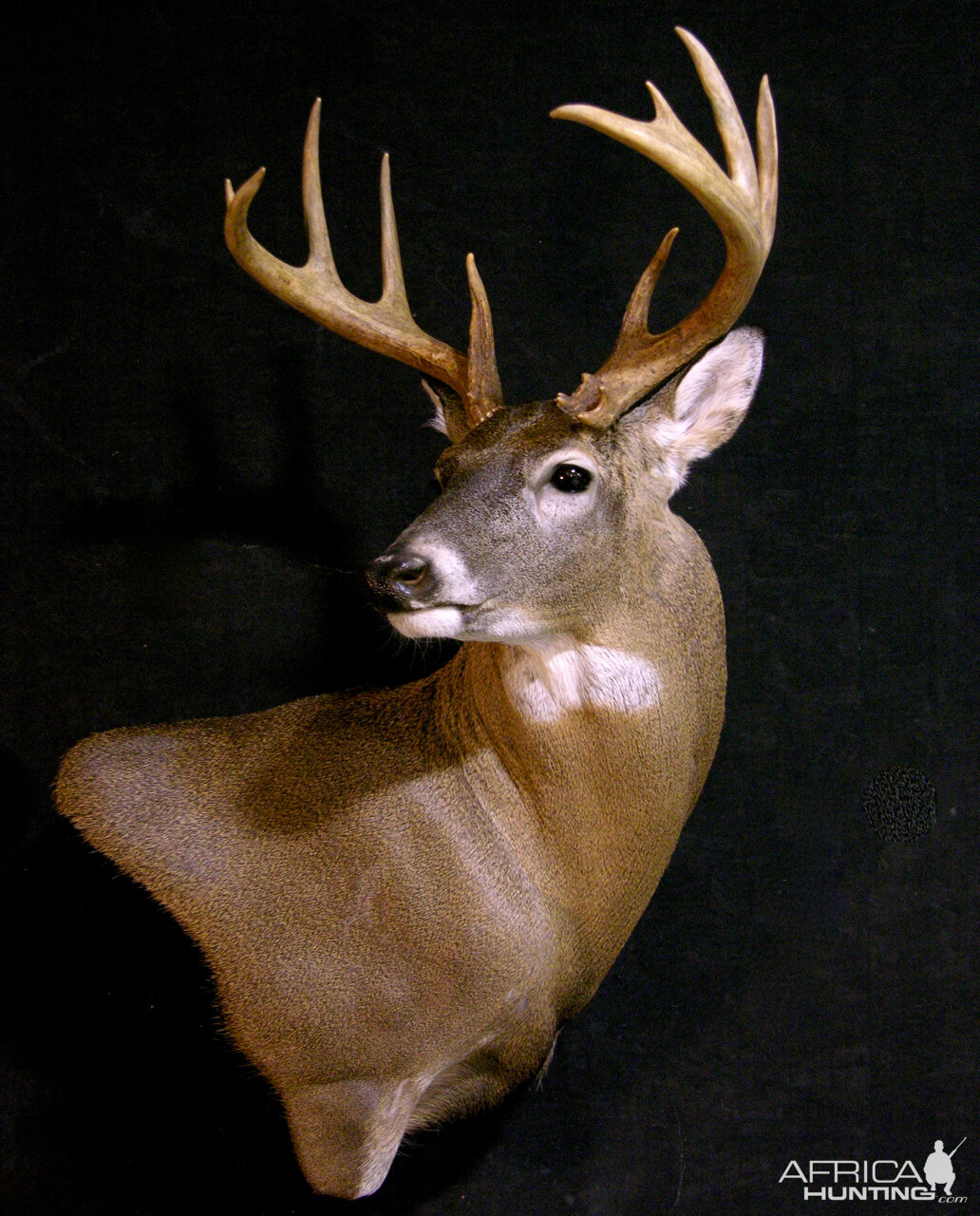 Whitetail Deer Shoulder Mount Taxidermy