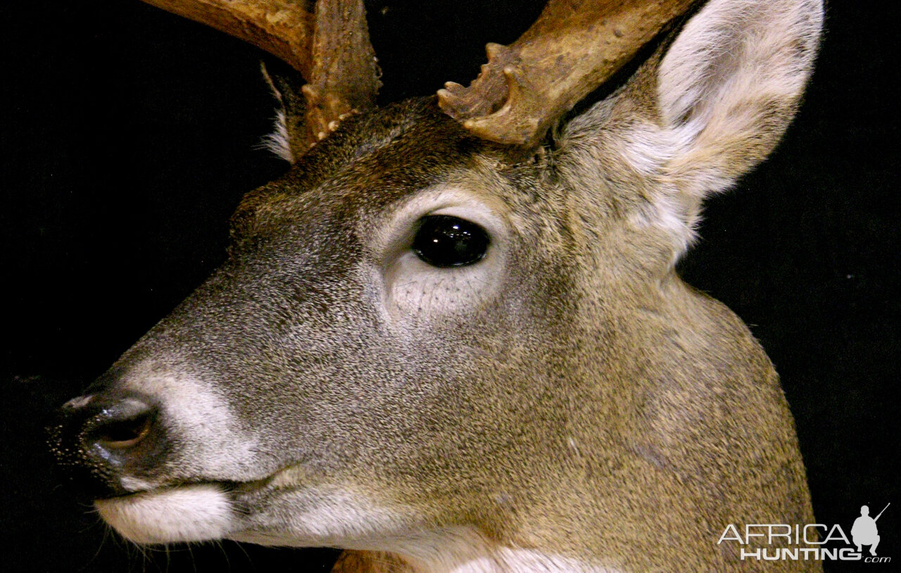 Whitetail Deer Shoulder Mount Taxidermy