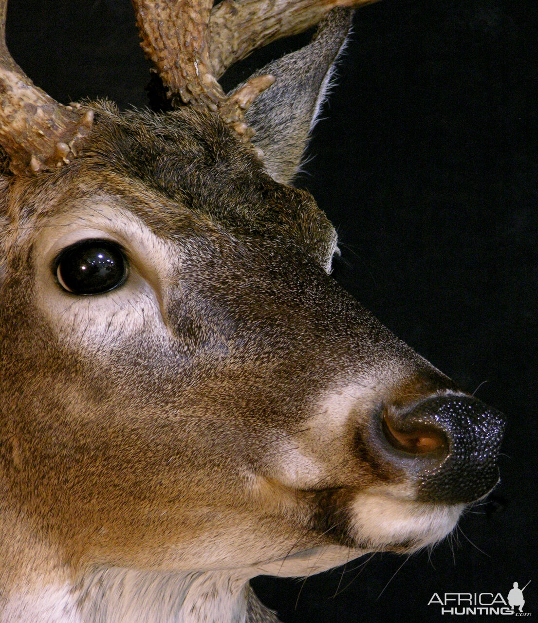 Whitetail Deer Shoulder Mount Taxidermy