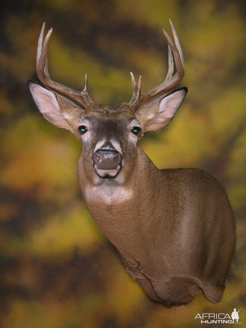 Whitetail Deer Shoulder Mount Taxidermy