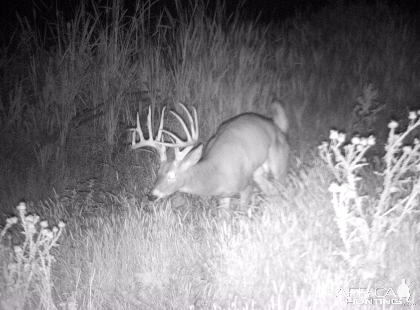 Whitetail Deer Trail Camera Oregon