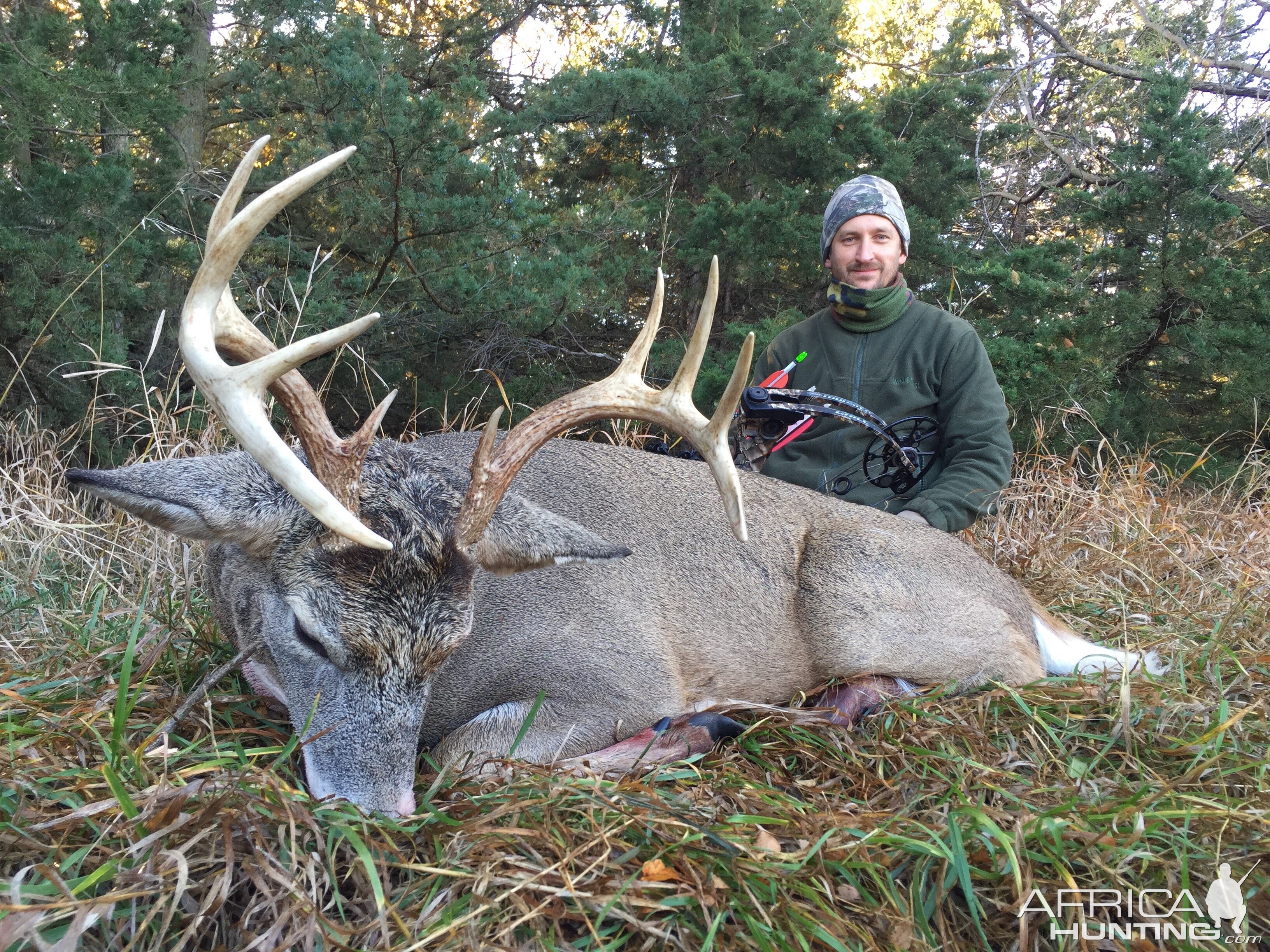 Whitetail deer