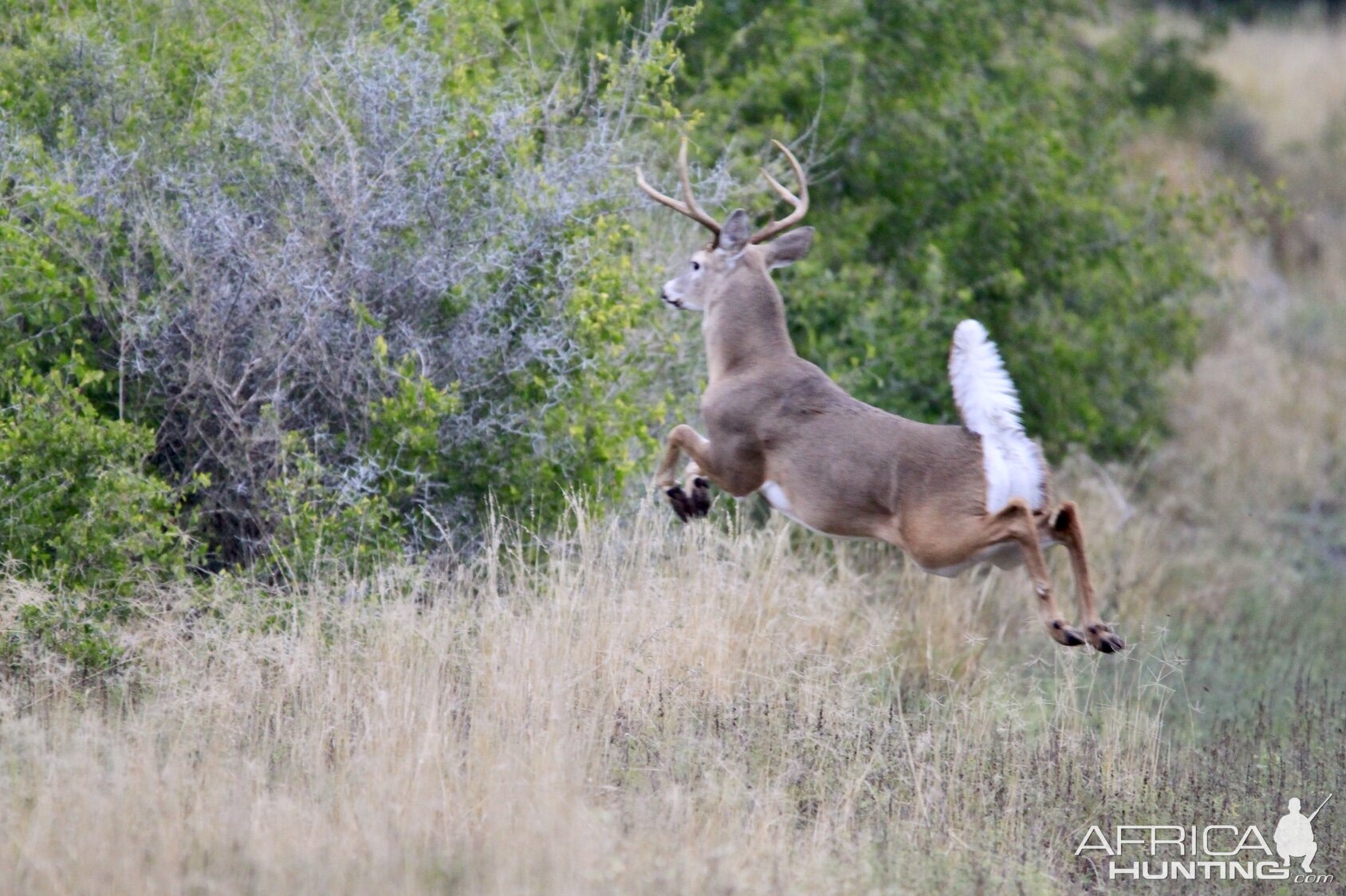 Whitetail Deer