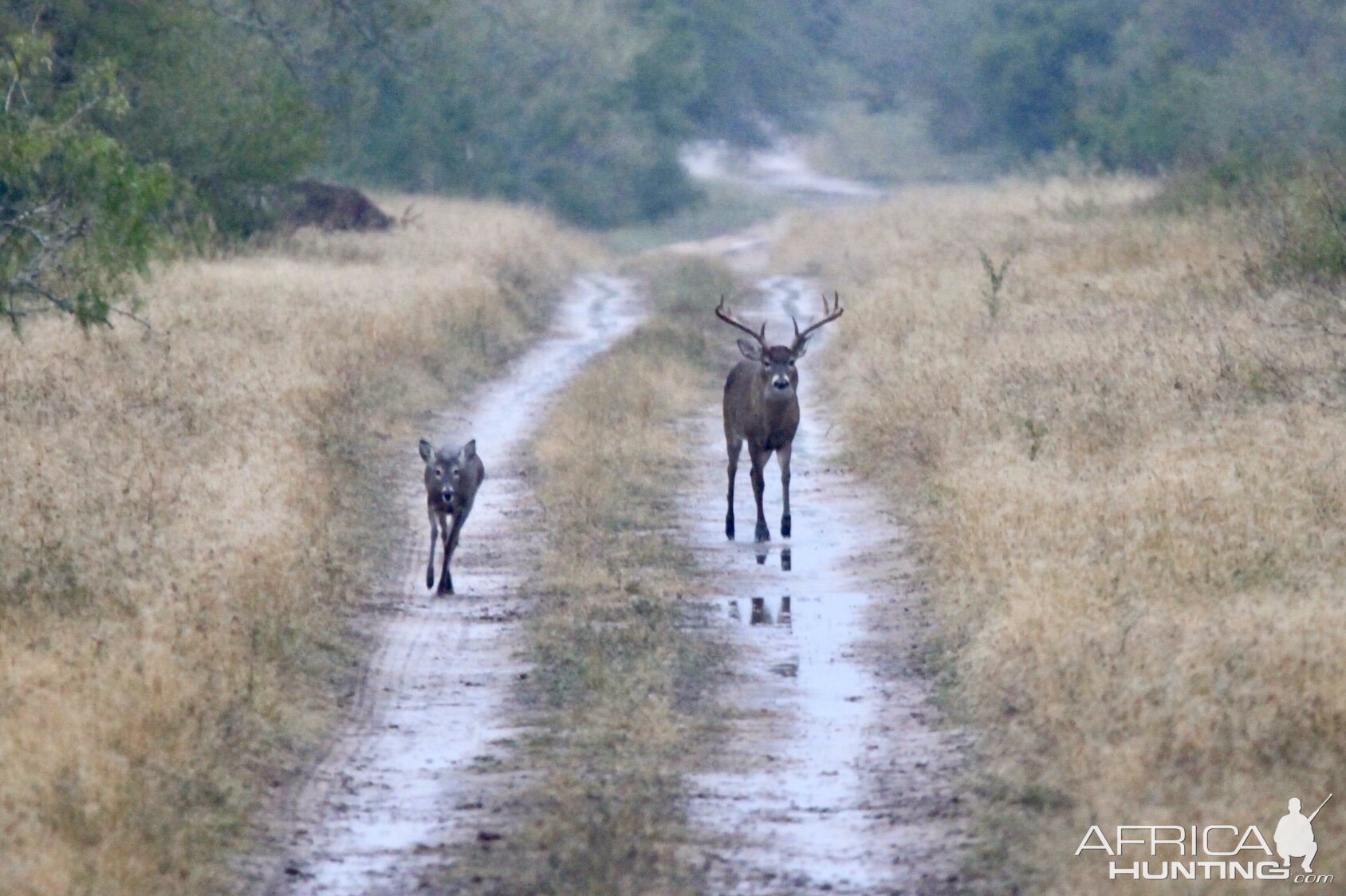 Whitetail Deer